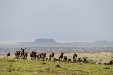 Wildebeest near Mara River during Great Migration, Serengeti, Tanzania, Masai Mara, Kenya