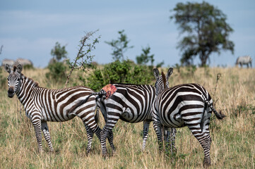 Zebra in Serengeti National Park, Tanzania during Great Migration
