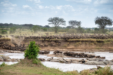 Wildebeest herd crossing Mara River during Great Migration, Serengeti, Tanzania, Masai Mara, Kenya