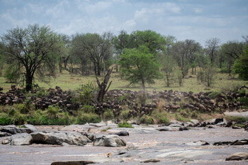 Wildebeest herd crossing Mara River during Great Migration, Serengeti, Tanzania, Masai Mara, Kenya