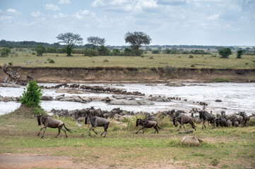 Wildebeest herd crossing Mara River during Great Migration, Serengeti, Tanzania, Masai Mara, Kenya