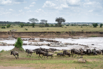 Wildebeest herd crossing Mara River during Great Migration, Serengeti, Tanzania, Masai Mara, Kenya