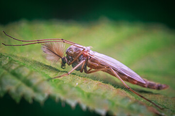 mosquito on a leaf
