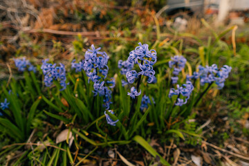 Flowering Blue Hyacinth Hyacinthus orientalis in a Country Cottage Garden in japan