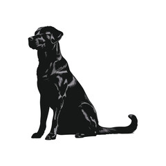 Obraz premium black labrador retriever dog