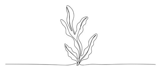 seaweed plant growing on seabed line art © Wieslaw