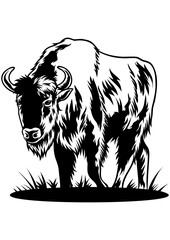 Buffalo
