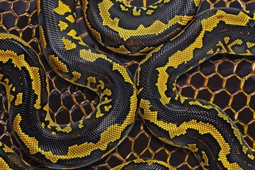 Snake skin texture isolated. Close-up snake scales. Reptile skin. Realistic snake pattern. Snake scale texture. Detailed snake skin close-up. Exotic Animal texture. Snake design texture.	