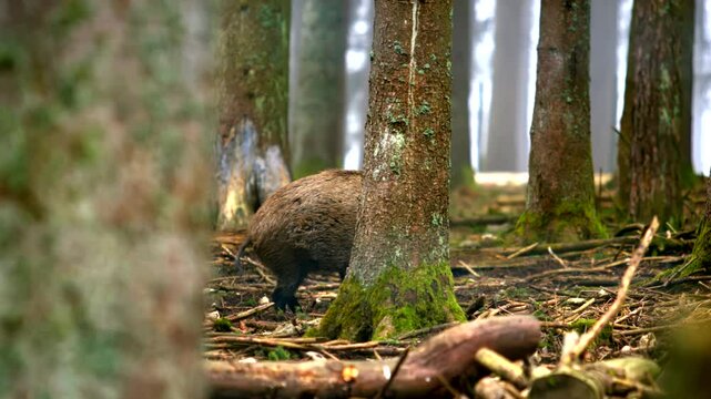 Wild boar in the forest snoop around