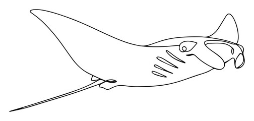 Fototapeta premium manta ray swimming