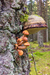 Honey fungus growing on a tree trunk in a forest