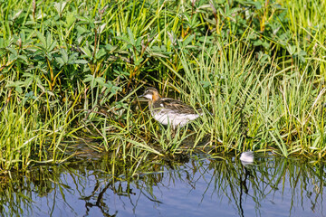 Red-necked phalarope at the waters edge