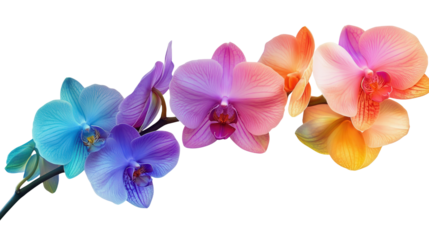 Unique rainbow-colored orchid background isolated on a Transparent background, PNG file.