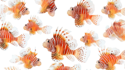Zebra lionfish pattern display, background isolated on a Transparent background, PNG file.