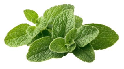 Zigzag oregano leaf, background isolated on a Transparent background, PNG file.