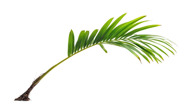 Uncommon Socratea exorrhiza walking palm shoot background isolated on a Transparent background, PNG file.