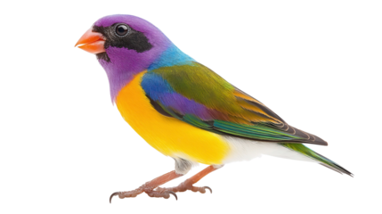 Unique vibrant Gouldian finch perched background isolated on a Transparent background, PNG file.