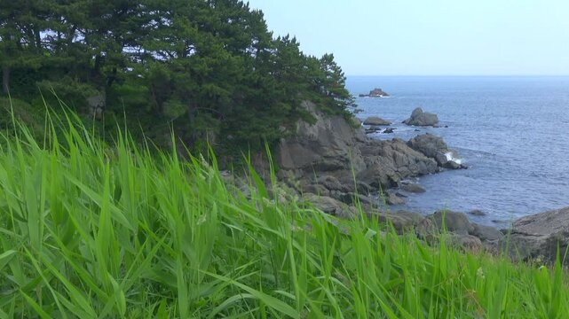 種差C3
