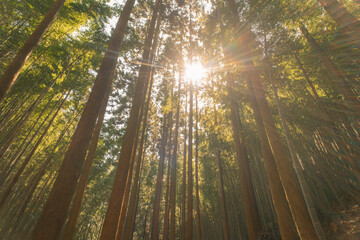 The lush green trees rise up into the air