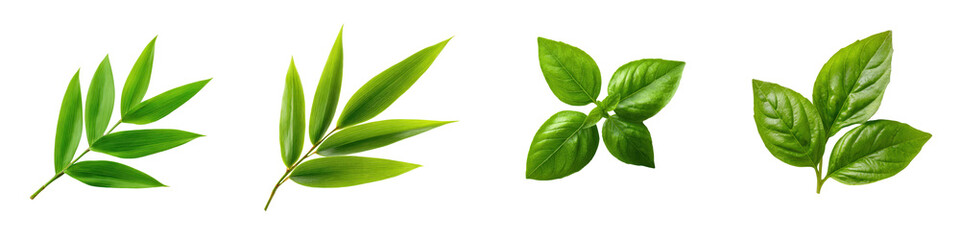 Obraz premium Lush green leaves showcasing botanical variety, representing growth, freshness, and natural vitality in a vibrant organic garden