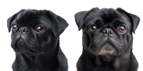 Adorable black pugs showcasing distinctive facial features and soulful eyes, emphasizing purebred canine breed characteristics