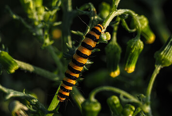Cinnabar Catterpillar1