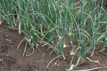 Vibrant Green Onions are Thriving in a Beautifully Sunny Garden Filled with Life and Color