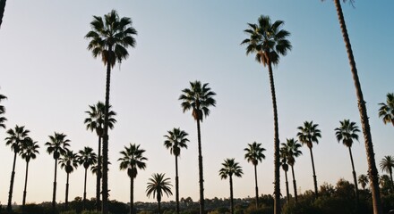Silhouette of Palm Trees Against a Blue Sunset Sky