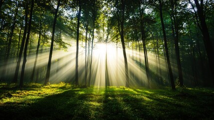 Sunlit forest glade with rays of light piercing through the trees, styled for tranquility