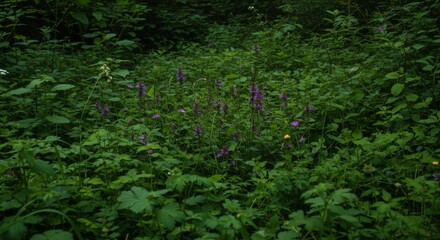 Purple Wildflowers in Lush Green Forest Undergrowth