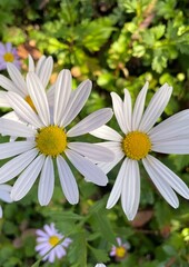 Fototapeta premium daisies in a garden