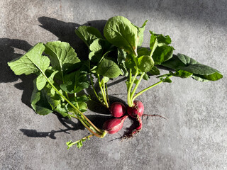 Radishes Grown in Balcony Planter. Gardening Hobby Concept. Handheld Phone Photo, Selective Focus, Harsh Sunlight, Non-AI