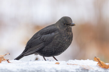 female Eurasian Blackbird Turdus merula on snow in city park in Berlin Germany