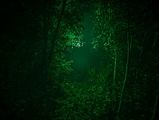 Fototapeta premium Dark Forest Path 3D Illustration