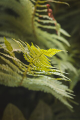 Ferns. Forest plants on a sunny day in June. Close-up of a leaf on a blurred background.