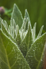 Field plants on a sunny day in June. Blurred background, close-up.