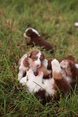 Group of puppies playing in a grassy field