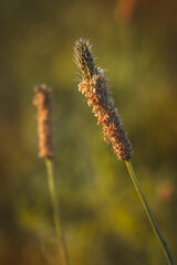 Field plants on a sunny day in June. Blurred background, close-up.