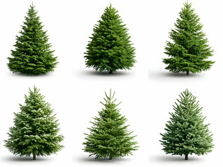Collection of Evergreen Trees 3D Render