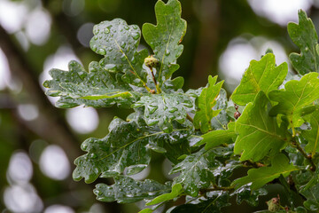 Feuilles de chênes sous la rosée matinale
