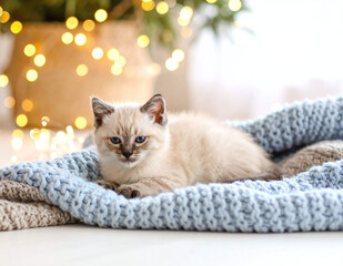 White kitten on blue and beige blanket in festive setting