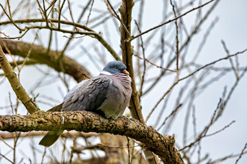 A wood pigeon in the wild