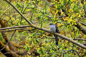 A common cuckoo bird in the wild