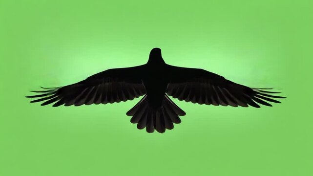 black vulture isolated 