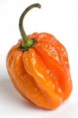 spicy habanero pepper isolated on white background