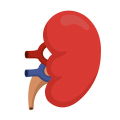 vector illustration of human kidney organ