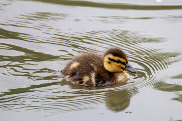 Canardeau nageant dans l'eau