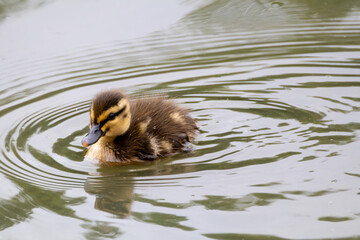 Canardeau nageant dans l'eau