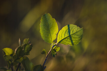 Leaves. Sunny June day in the forest. Close-up on a blurred background.