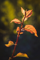 Leaves. Sunny June day in the forest. Close-up on a blurred background.